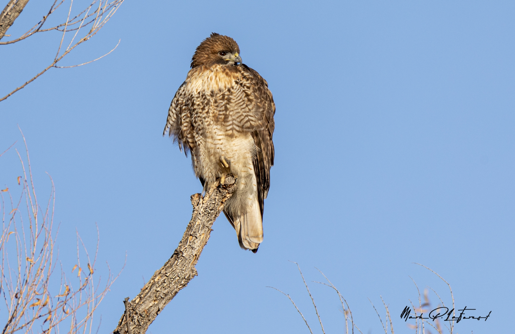 Red Sholder Hawk, Bosque del Apache National Wildlife Refuge, New Mexico